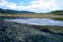 Barak River Blossom